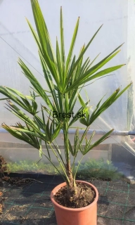Trachycarpus fortunei 100-125 cm  AKCIA!